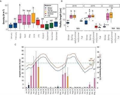 Thermal vulnerability of the Levantine endemic and endangered habitat-forming macroalga, Gongolaria rayssiae: implications for reef carbon